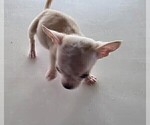 Small #1 Chihuahua
