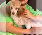 Small #2 Poodle (Miniature)