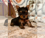 Small Photo #3 Yorkshire Terrier Puppy For Sale in ALEXANDRIA, VA, USA