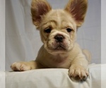 Small #3 French Bulldog