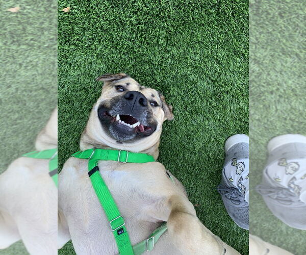 Medium Photo #11 Chinese Shar-Pei Puppy For Sale in Salinas, CA, USA