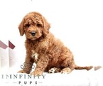 Small #2 Goldendoodle (Miniature)