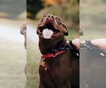 Small #16 American Staffordshire Terrier-Labrador Retriever Mix