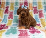 Small #2 Cockapoo (Miniature)