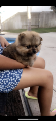 Mother of the Pomeranian puppies born on 03/05/2018