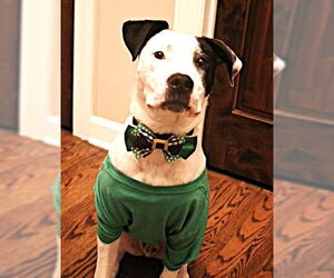 Mutt Dogs for adoption in Plainfield, IL, USA