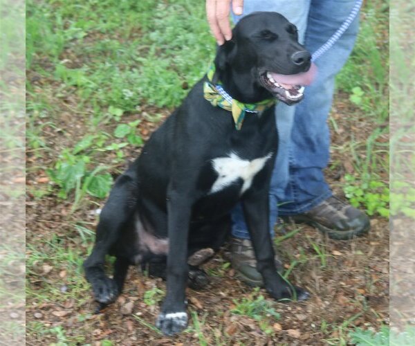 Medium Photo #2 Labrador Retriever-Unknown Mix Puppy For Sale in Bandera, TX, USA