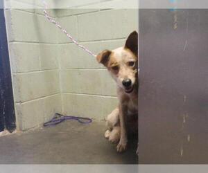 Mutt Dogs for adoption in Tulsa, OK, USA