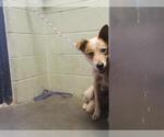 Small Mutt