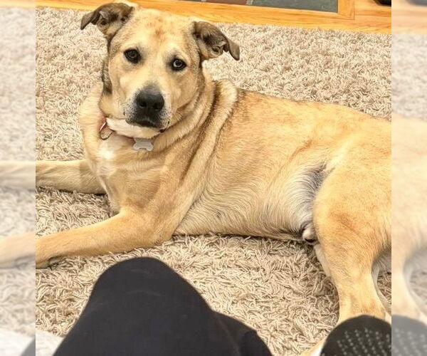 Medium Photo #12 Anatolian Shepherd-Unknown Mix Puppy For Sale in Canton, CT, USA