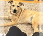 Small #11 Anatolian Shepherd Mix