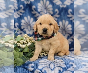 Golden Retriever Puppy for sale in NEW PROVIDENCE, PA, USA