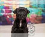 Small #1 Staffordshire Bull Terrier Mix