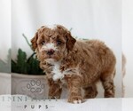 Small #3 Goldendoodle (Miniature)