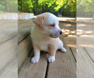 Cypress - Male Shepradors Dog for Adoption - Photo #3
