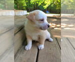 Small #2 Shepweiller