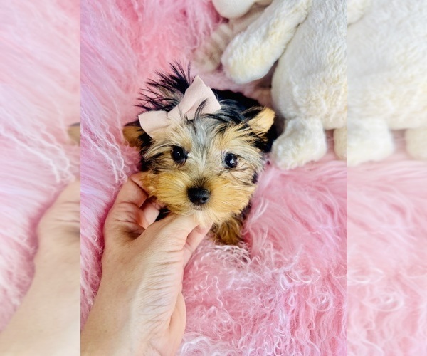 Medium Photo #20 Yorkshire Terrier Puppy For Sale in MELROSE VISTA, FL, USA