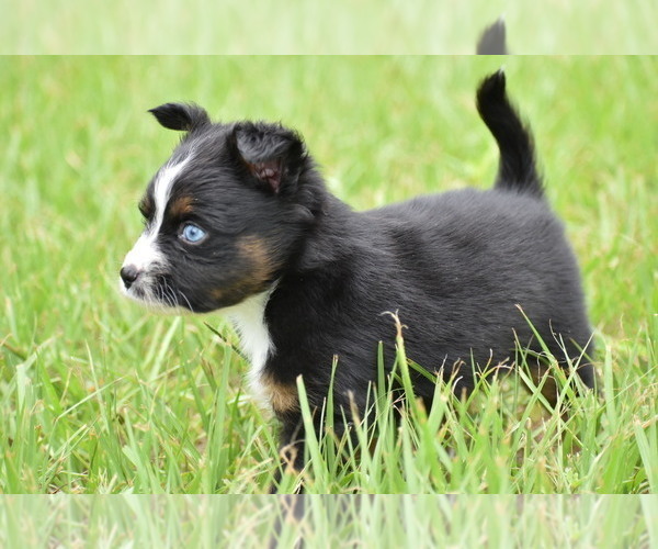 Medium Photo #8 Miniature Australian Shepherd Puppy For Sale in PALM COAST, FL, USA