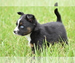Small #7 Miniature Australian Shepherd