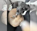 Small #14 American Pit Bull Terrier-American Staffordshire Terrier Mix