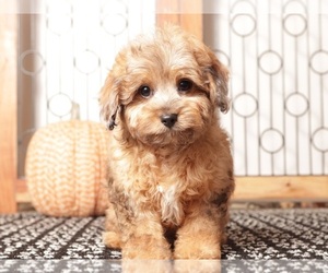 Cavapoo Puppy for sale in NAPLES, FL, USA