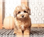 Small Cavapoo
