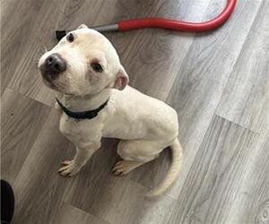American Staffordshire Terrier Dogs for adoption in San Antonio, TX, USA