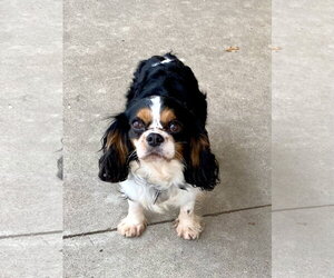 Cavalier King Charles Spaniel Dogs for adoption in St. Louis Park, MN, USA