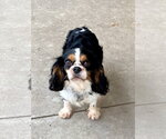 Small Cavalier King Charles Spaniel