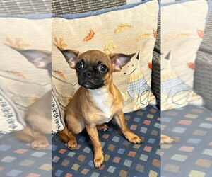 Chug Dogs for adoption in Ellijay, GA, USA