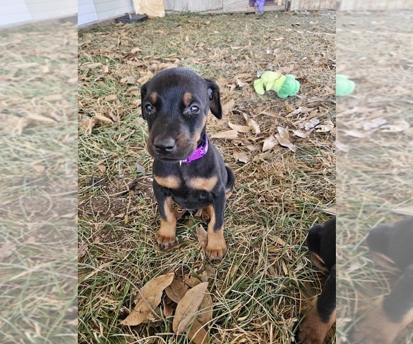 Medium Photo #9 Doberman Pinscher Puppy For Sale in TIPTON, MO, USA