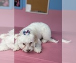 Small Photo #4 Poodle (Miniature) Puppy For Sale in CHICAGO, IL, USA