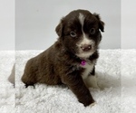 Small Photo #18 Australian Shepherd Puppy For Sale in NEOSHO, MO, USA