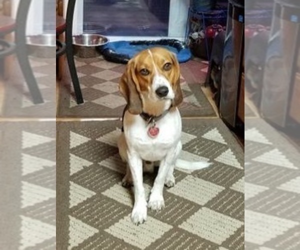 Medium Photo #1 Beagle Puppy For Sale in TOLEDO, OH, USA