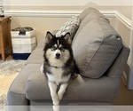 Small Photo #1 Pomsky Puppy For Sale in LIBERTY, NC, USA