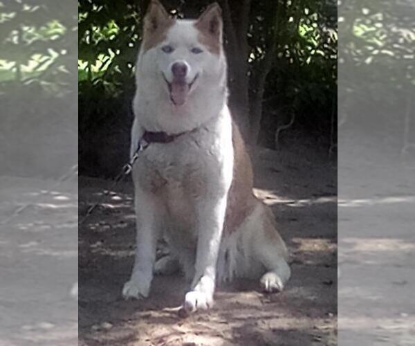 Medium Photo #1 Siberian Husky Puppy For Sale in FLORENCE, SC, USA