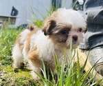 Puppy Yoka Shih Tzu