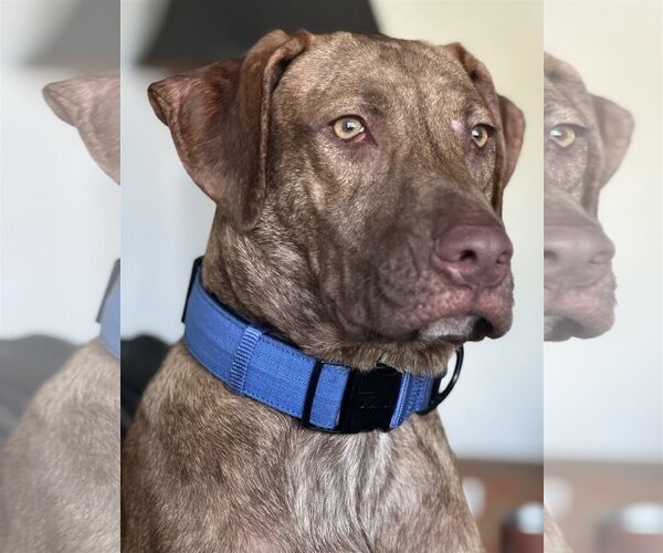 Medium Photo #3 Catahoula Leopard Dog Puppy For Sale in Royal Palm Beach, FL, USA