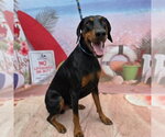 Small #3 Doberman Pinscher