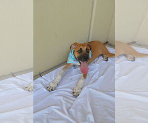 Mutt Dogs for adoption in McKinney, TX, USA
