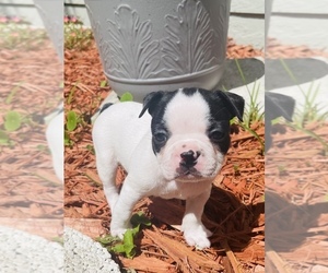 Boston Terrier Puppy for sale in COOKEVILLE, TN, USA