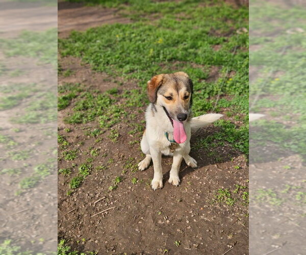 Medium Photo #2 Beagle-Unknown Mix Puppy For Sale in Wakefield, RI, USA