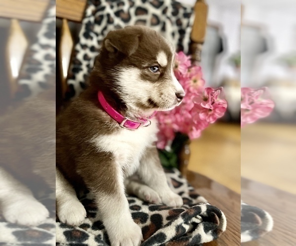Medium Photo #3 Siberian Husky Puppy For Sale in FORT WAYNE, IN, USA