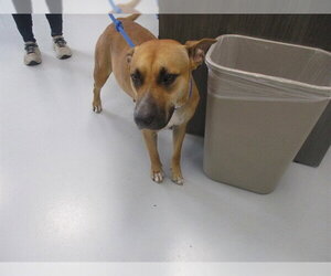 Black Mouth Cur Dogs for adoption in Ocala, FL, USA