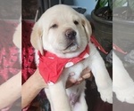 Small Photo #6 Labrador Retriever Puppy For Sale in NORTH ATTLEBORO, MA, USA