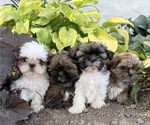 Small #5 Shih Tzu