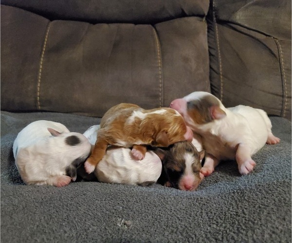 Medium Photo #10 Bernedoodle (Miniature) Puppy For Sale in LEETONIA, OH, USA