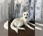 Small Photo #4 Alaskan Klee Kai Puppy For Sale in DURHAM, CT, USA