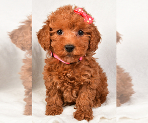 Poodle (Miniature) Puppy for sale in LOWELL, MA, USA