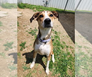Nugget - Female Mutt Dog for Adoption - Photo #5